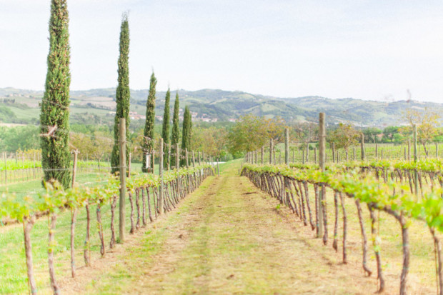 vineyard field in le marche region of italy in spring with a view